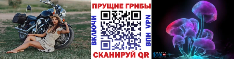 Купить закладки  Рудня  Галлюциногенные грибы Psilocybe 
